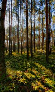 Preview wallpaper tree, light, shadow, forest