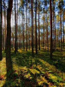 Preview wallpaper tree, light, shadow, forest