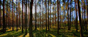 Preview wallpaper tree, light, shadow, forest