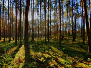 Preview wallpaper tree, light, shadow, forest