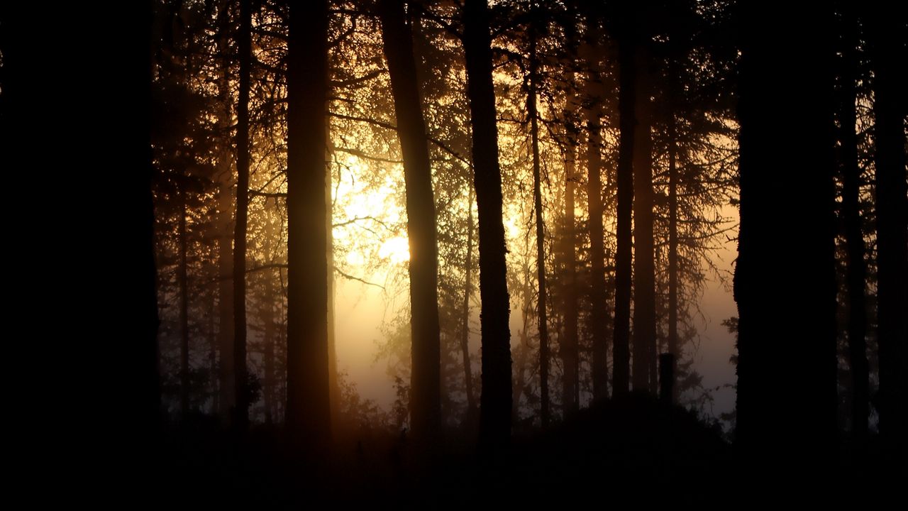 Wallpaper tree, light, sun, branches, forest