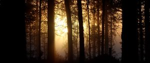 Preview wallpaper tree, light, sun, branches, forest