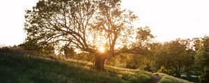 Preview wallpaper tree, light, sun, track, evening