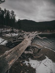 Preview wallpaper tree, log, lake, shore, nature