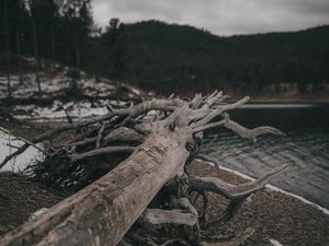 Preview wallpaper tree, log, lake, shore, nature