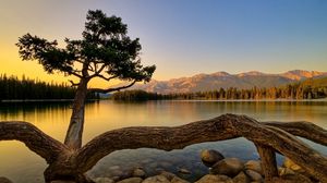 Preview wallpaper tree, logs, roots, trunks, stones, evening, decline, lake