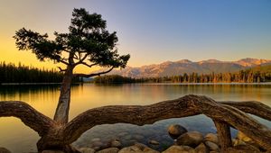 Preview wallpaper tree, logs, roots, trunks, stones, evening, decline, lake