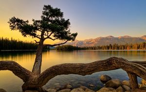 Preview wallpaper tree, logs, roots, trunks, stones, evening, decline, lake