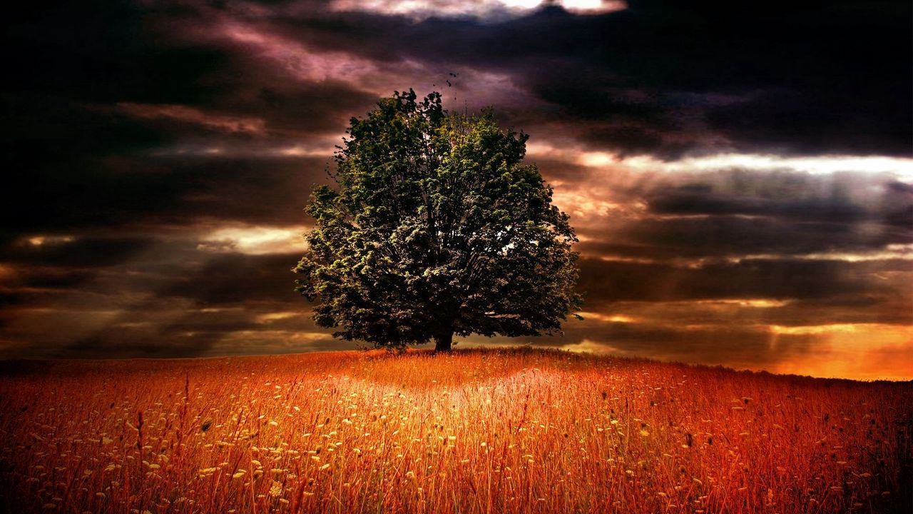 Wallpaper tree, lonely, branches, field, ears, light, colors