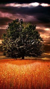 Preview wallpaper tree, lonely, branches, field, ears, light, colors