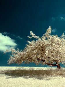 Preview wallpaper tree, lonely, field, sky, cloud, colors, paints, clearly