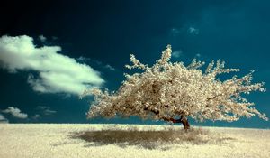 Preview wallpaper tree, lonely, field, sky, cloud, colors, paints, clearly