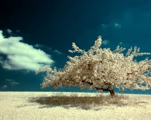 Preview wallpaper tree, lonely, field, sky, cloud, colors, paints, clearly