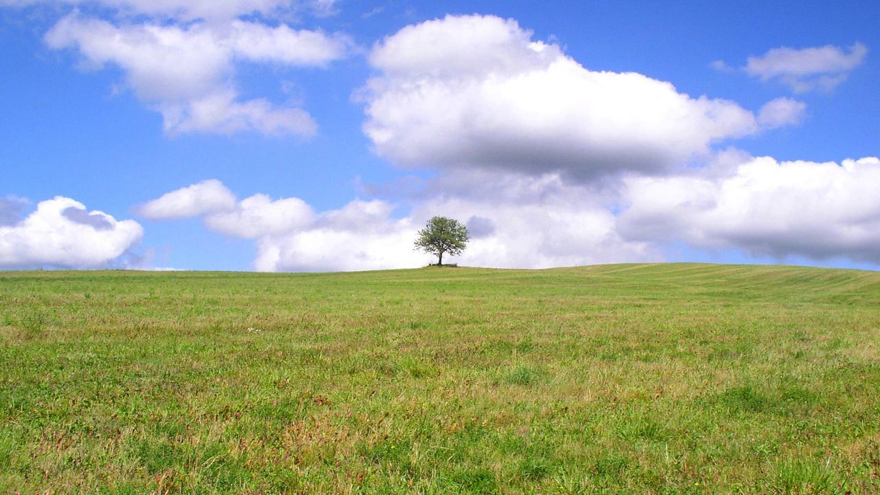 Wallpaper tree, lonely, field, meadow, greens, grass, clouds, sky