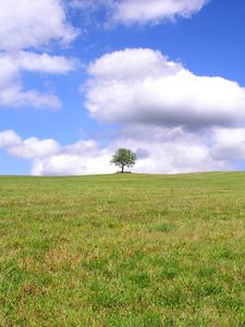 Preview wallpaper tree, lonely, field, meadow, greens, grass, clouds, sky