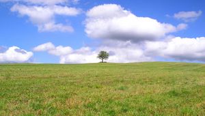 Preview wallpaper tree, lonely, field, meadow, greens, grass, clouds, sky