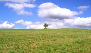 Preview wallpaper tree, lonely, field, meadow, greens, grass, clouds, sky