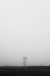Preview wallpaper tree, lonely, fog, bw, field