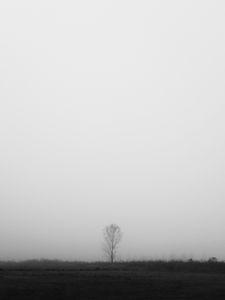 Preview wallpaper tree, lonely, fog, bw, field