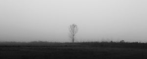 Preview wallpaper tree, lonely, fog, bw, field