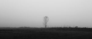 Preview wallpaper tree, lonely, fog, bw, field