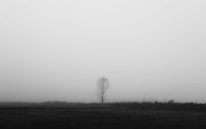 Preview wallpaper tree, lonely, fog, bw, field