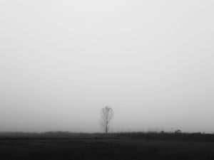 Preview wallpaper tree, lonely, fog, bw, field