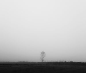 Preview wallpaper tree, lonely, fog, bw, field