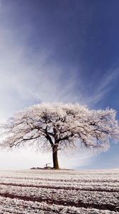 Preview wallpaper tree, lonely, hoarfrost, field, frosts