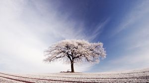 Preview wallpaper tree, lonely, hoarfrost, field, frosts