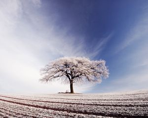 Preview wallpaper tree, lonely, hoarfrost, field, frosts