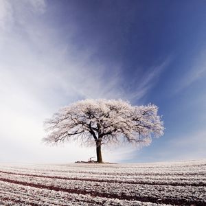 Preview wallpaper tree, lonely, hoarfrost, field, frosts