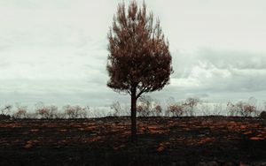 Preview wallpaper tree, lonely, horizon, field