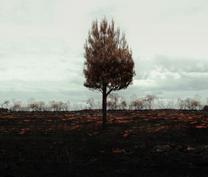 Preview wallpaper tree, lonely, horizon, field