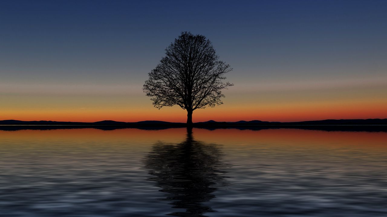 Wallpaper tree, lonely, horizon, reflection, sunset, minimalism