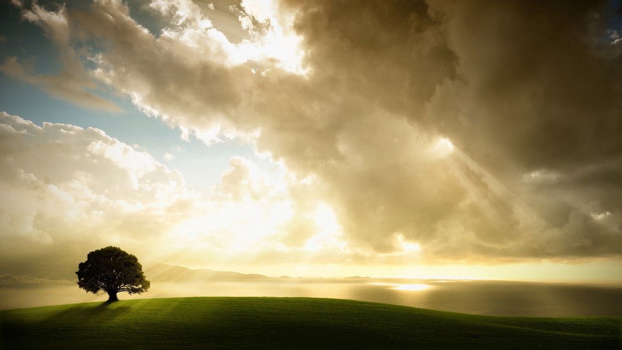 Wallpaper tree, lonely, meadow, grass, sky, clouds, light