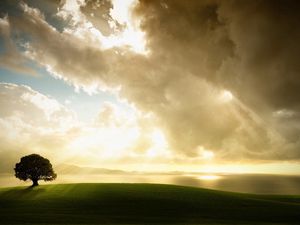 Preview wallpaper tree, lonely, meadow, grass, sky, clouds, light