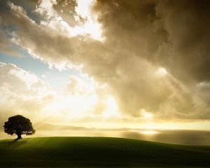 Preview wallpaper tree, lonely, meadow, grass, sky, clouds, light