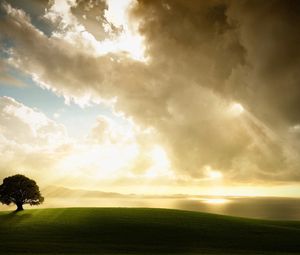 Preview wallpaper tree, lonely, meadow, grass, sky, clouds, light