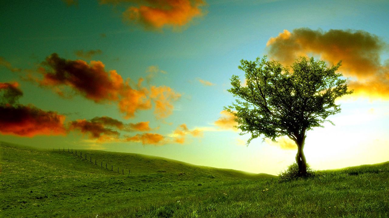Wallpaper tree, lonely, meadow, clouds, colors, shadows