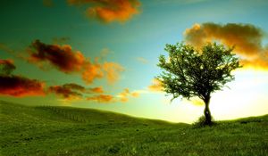 Preview wallpaper tree, lonely, meadow, clouds, colors, shadows