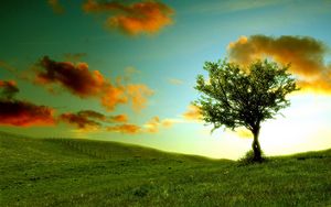 Preview wallpaper tree, lonely, meadow, clouds, colors, shadows