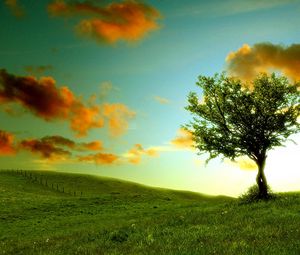 Preview wallpaper tree, lonely, meadow, clouds, colors, shadows