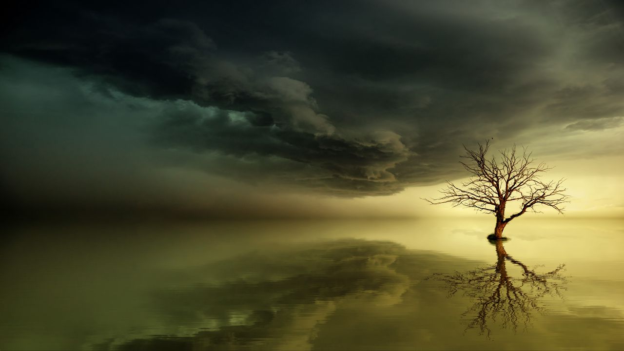 Wallpaper tree, lonely, reflection, horizon
