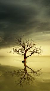 Preview wallpaper tree, lonely, reflection, horizon