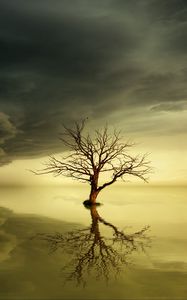 Preview wallpaper tree, lonely, reflection, horizon