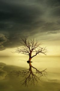 Preview wallpaper tree, lonely, reflection, horizon