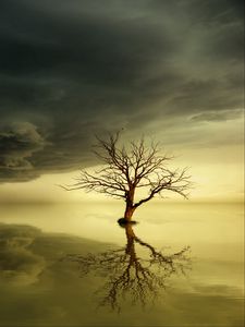 Preview wallpaper tree, lonely, reflection, horizon