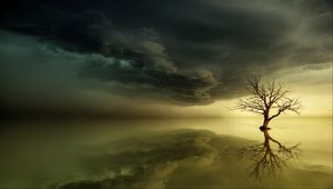 Preview wallpaper tree, lonely, reflection, horizon