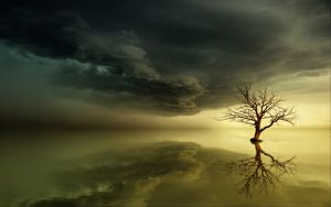 Preview wallpaper tree, lonely, reflection, horizon